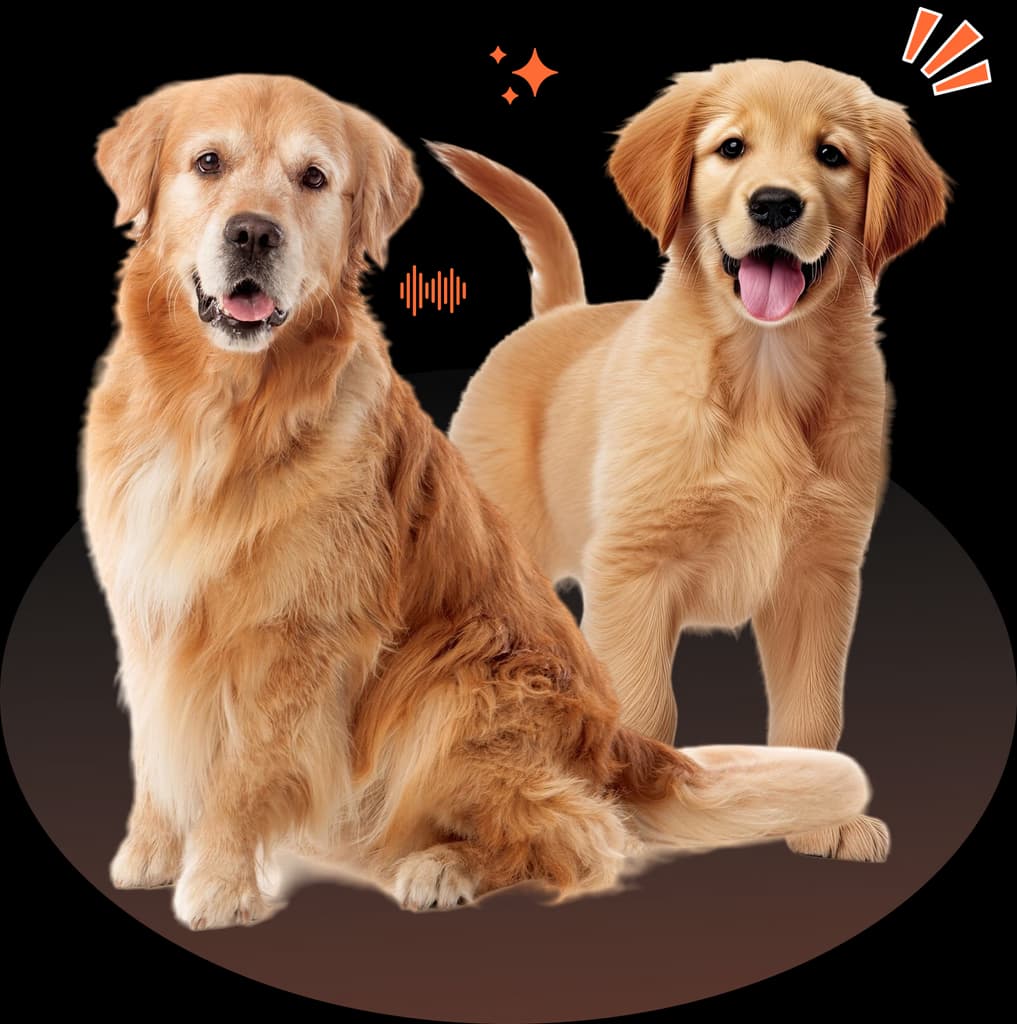 Mascotas en Migo